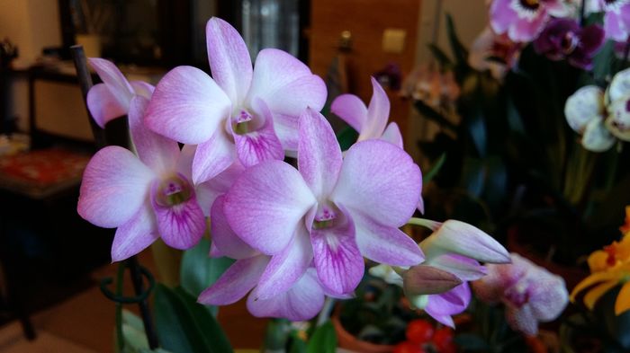 20160322_173342 - Dendrobium phalaenopsis