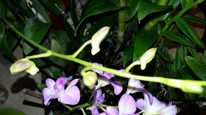 20160325_161804 - Dendrobium phalaenopsis