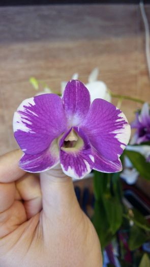 20160325_161708 - Dendrobium phalaenopsis