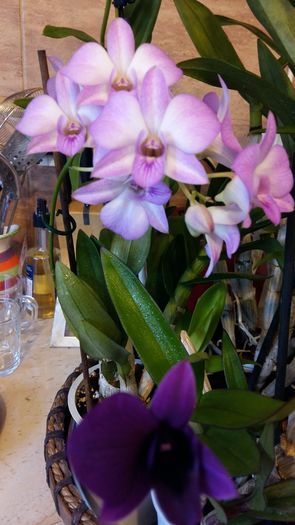 20160325_161641 - Dendrobium phalaenopsis