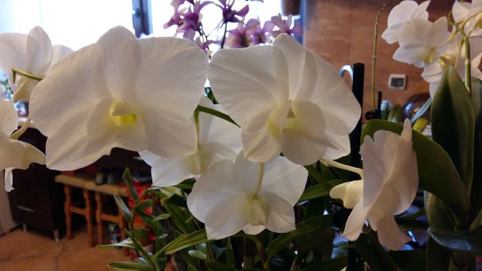 20160325_161536 - Dendrobium phalaenopsis