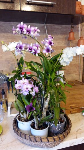 20160325_161424 - Dendrobium phalaenopsis