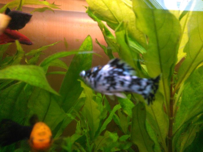 IMG_240316_140618[1]