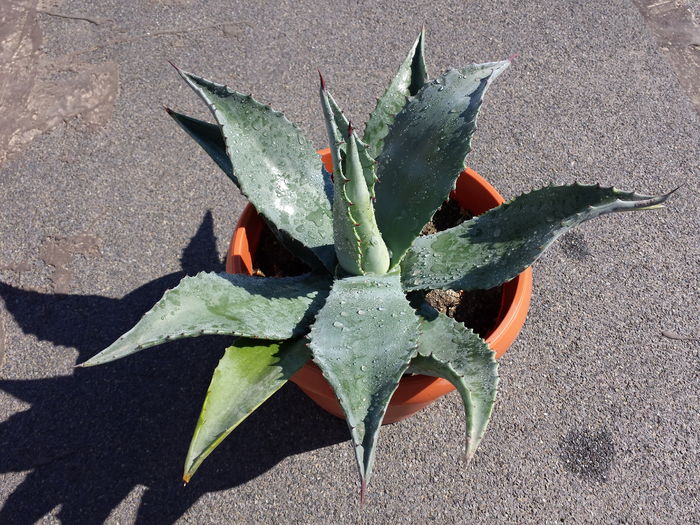 Agave colorata blue