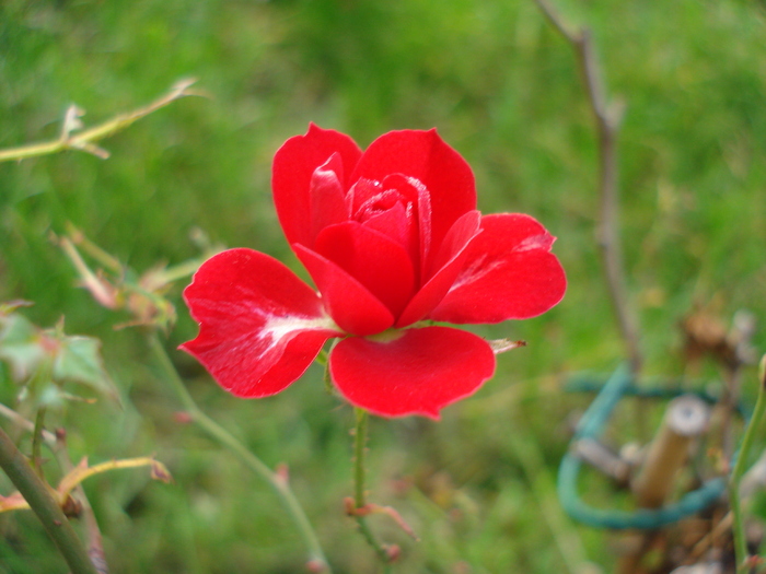 True Love rose, 21nov2009 - True Love miniature rose