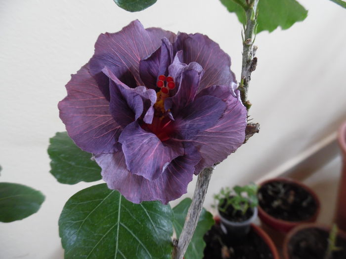 036 - 00 Hibiscus 2016