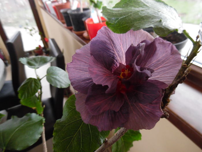 067 - 00 Hibiscus 2016