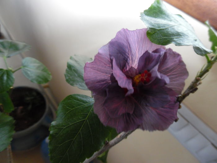 068 - 00 Hibiscus 2016