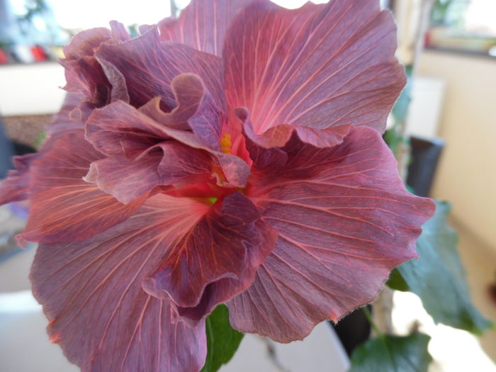 041 - 00 Hibiscus 2016