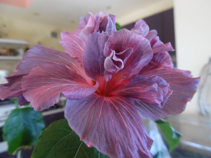 044 - 00 Hibiscus 2016