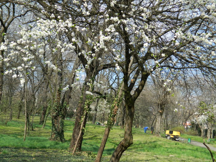 DSCN1153 - 2016 PARCUL BOTANIC TIMISOARA