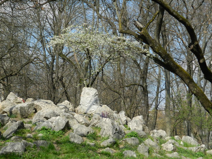 DSCN1163 - 2016 PARCUL BOTANIC TIMISOARA
