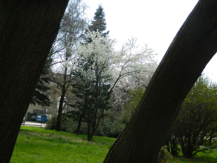 DSCN1167 - 2016 PARCUL BOTANIC TIMISOARA