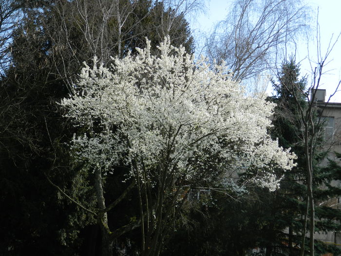 DSCN1180 - 2016 PARCUL BOTANIC TIMISOARA