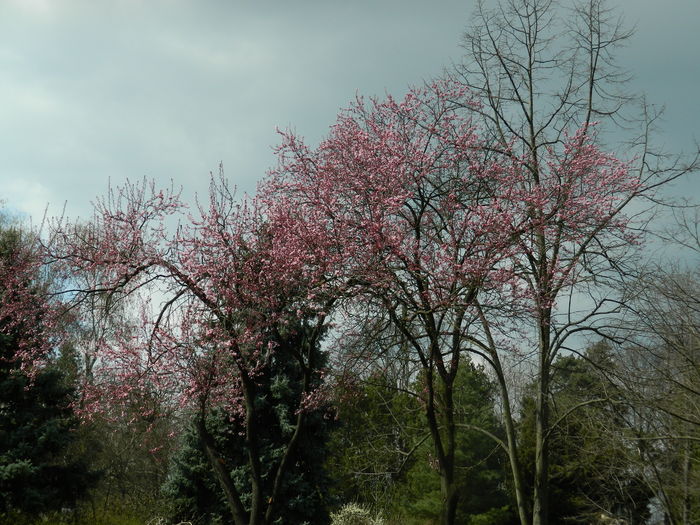 DSCN1182 - 2016 PARCUL BOTANIC TIMISOARA