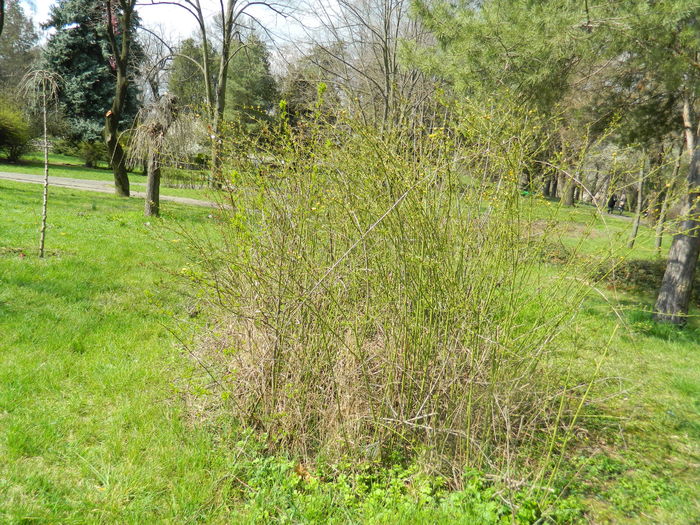 DSCN1187 - 2016 PARCUL BOTANIC TIMISOARA