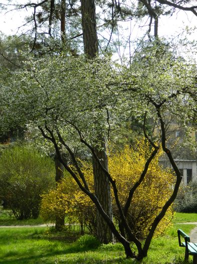 DSCN1193 - 2016 PARCUL BOTANIC TIMISOARA