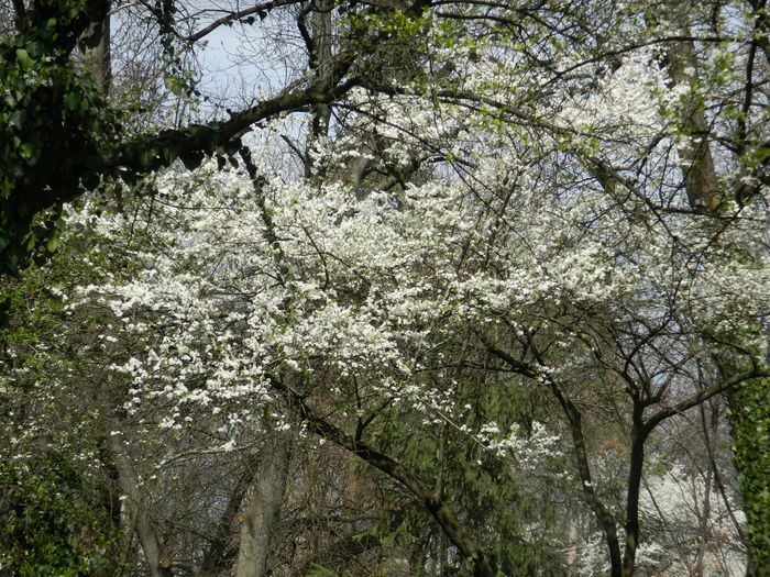DSCN1201 - 2016 PARCUL BOTANIC TIMISOARA