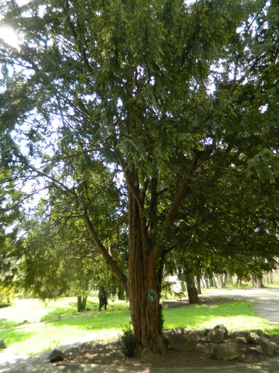DSCN1202 - 2016 PARCUL BOTANIC TIMISOARA