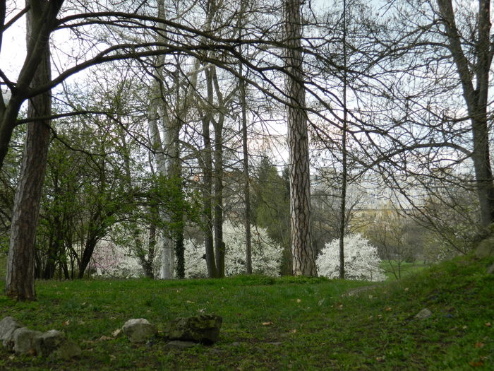 DSCN1217 - 2016 PARCUL BOTANIC TIMISOARA