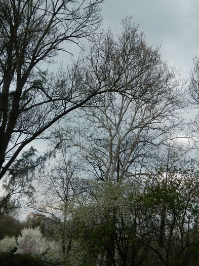 DSCN1227 - 2016 PARCUL BOTANIC TIMISOARA