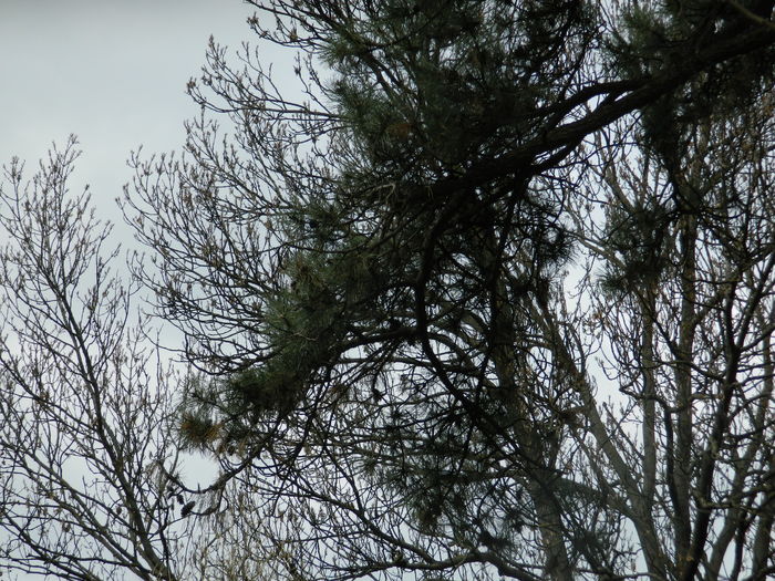 DSCN1228 - 2016 PARCUL BOTANIC TIMISOARA