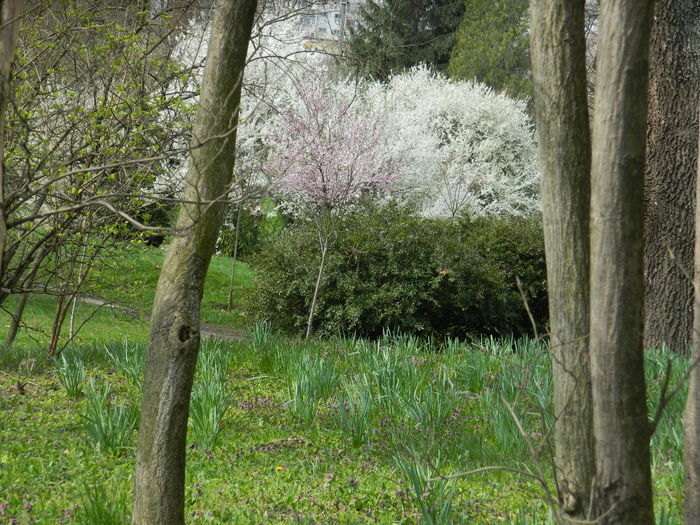 DSCN1229 - 2016 PARCUL BOTANIC TIMISOARA