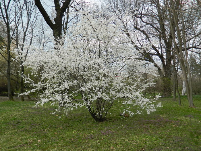 DSCN1233 - 2016 PARCUL BOTANIC TIMISOARA