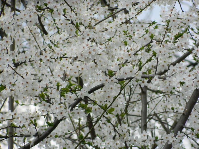 DSCN1234 - 2016 PARCUL BOTANIC TIMISOARA