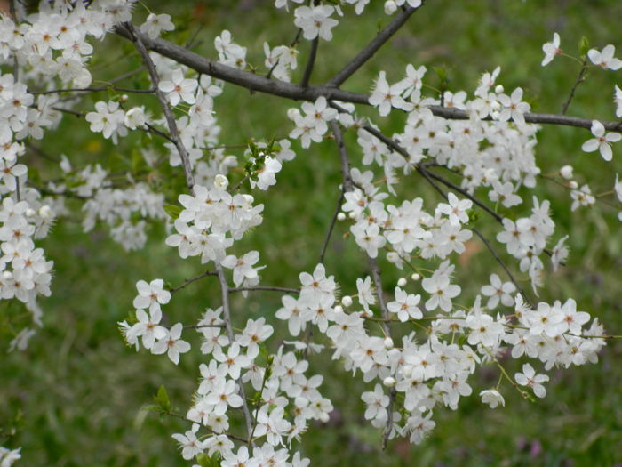 DSCN1235 - 2016 PARCUL BOTANIC TIMISOARA