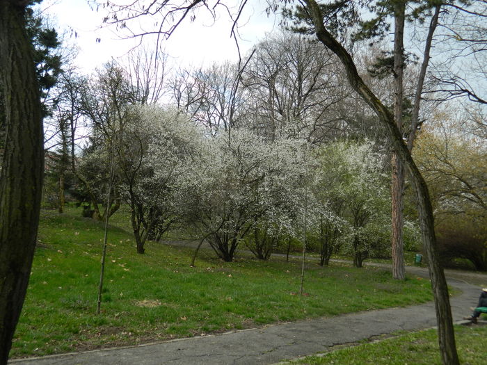 DSCN1237 - 2016 PARCUL BOTANIC TIMISOARA