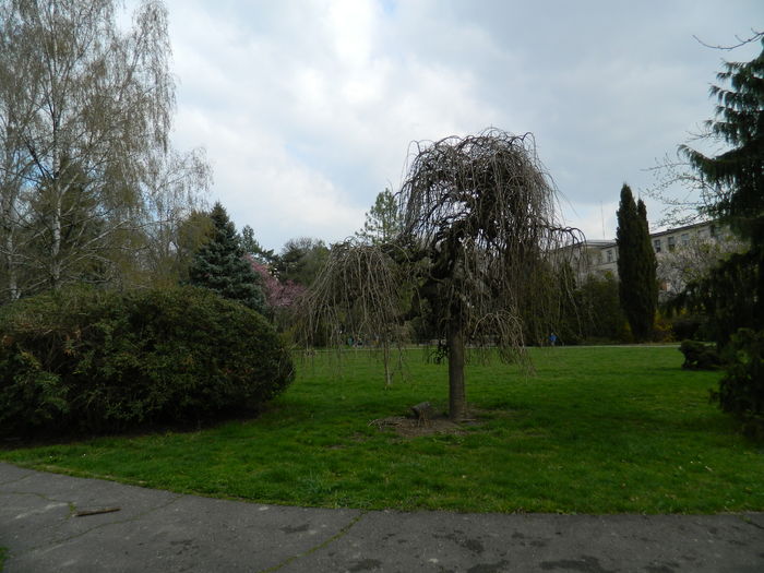 DSCN1241 - 2016 PARCUL BOTANIC TIMISOARA