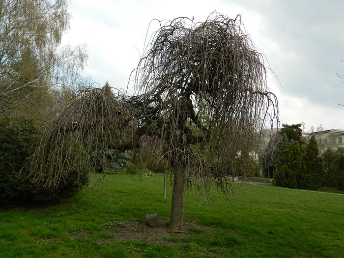 DSCN1247 - 2016 PARCUL BOTANIC TIMISOARA