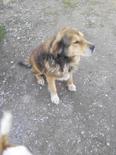 eu sunt stapinul Rok