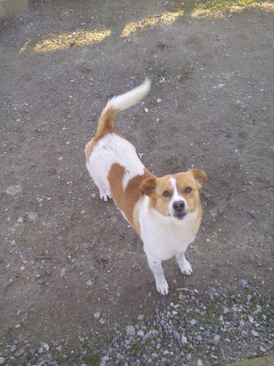 ma cheama Rex si sunt rau