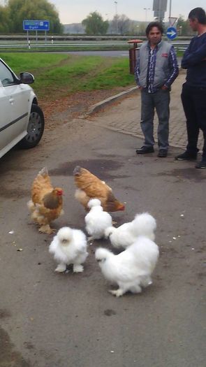 Drumul catre  Metz Franta 2015