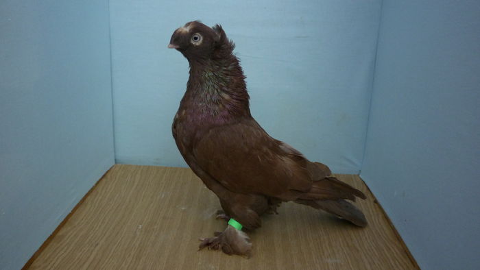 M13285 - Jucatori de Botosani poze