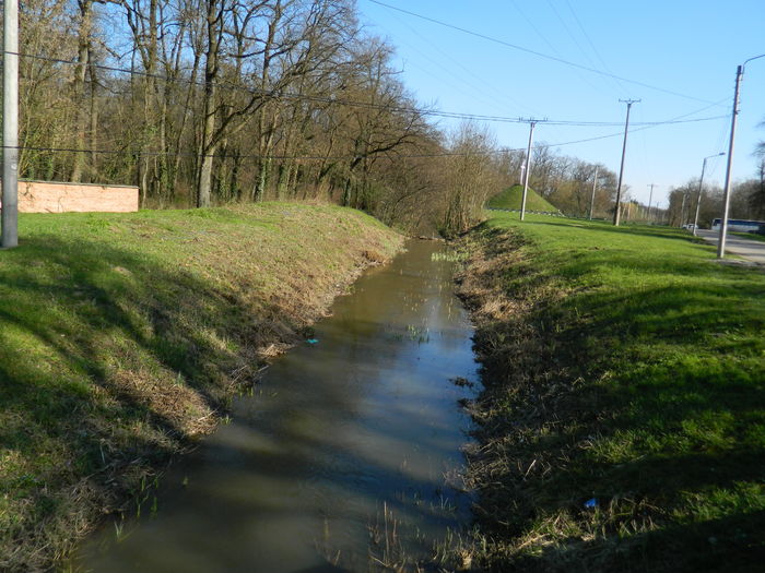 DSCN0969 - 2016 LA PADURE TIMISOARA