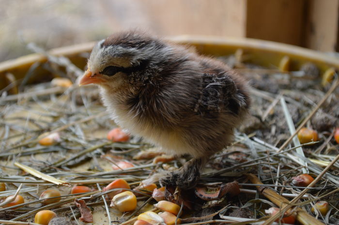 mii de flori argintiu