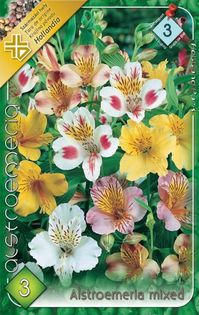 alstroemeria - 2016 bulbi de primavara