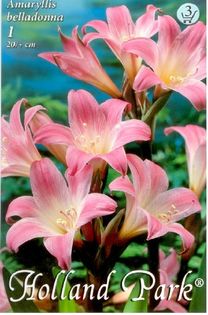 Amaryllis-belladonna - 2016 bulbi de primavara