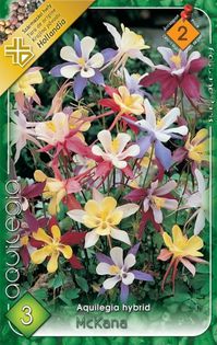 aquilegia-mcKana-giant