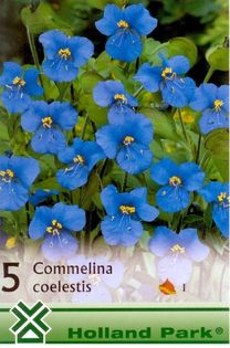 Commelina - 2016 bulbi de primavara