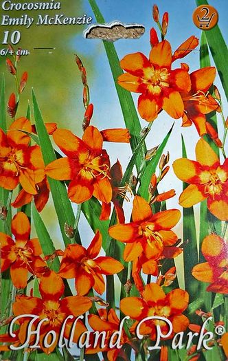 crocosmia-emily-mckenzie
