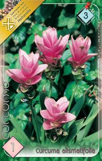 curcuma