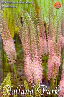EremurusRomance_1