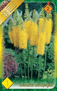 eremurus-stenophyllus