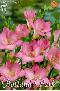 Freesiapink - 2016 bulbi de primavara