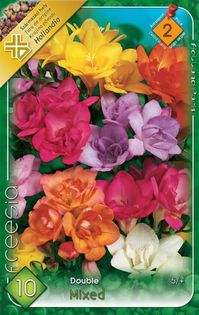 frezia-double-mix - 2016 bulbi de primavara