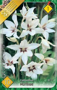gladiolus-callianthus